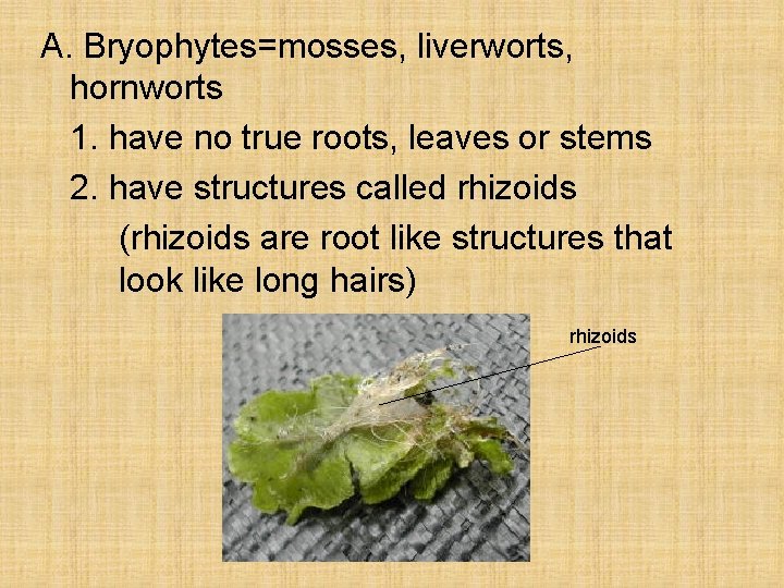 A. Bryophytes=mosses, liverworts, hornworts 1. have no true roots, leaves or stems 2. have