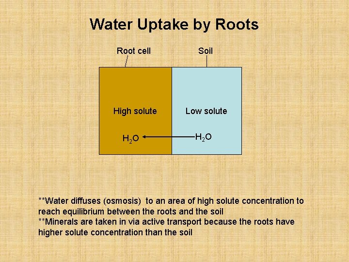 Water Uptake by Roots Root cell Soil High solute Low solute H 2 O