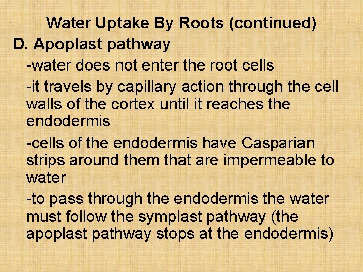 Water Uptake By Roots (continued) D. Apoplast pathway -water does not enter the root