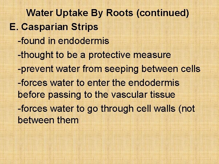 Water Uptake By Roots (continued) E. Casparian Strips -found in endodermis -thought to be