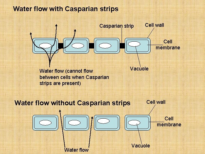 Water flow with Casparian strips Casparian strip Cell wall Cell membrane Water flow (cannot