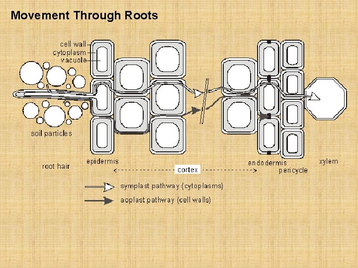 Movement Through Roots 