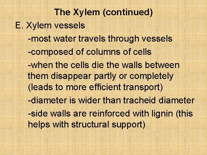 The Xylem (continued) E. Xylem vessels -most water travels through vessels -composed of columns