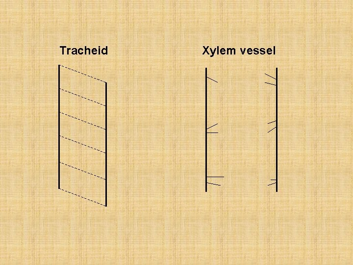 Tracheid Xylem vessel 