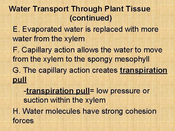 Water Transport Through Plant Tissue (continued) E. Evaporated water is replaced with more water