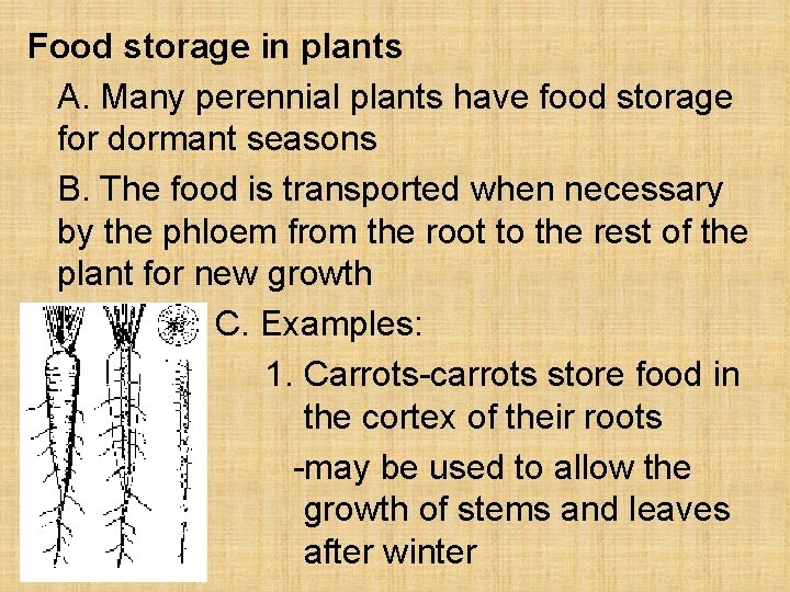 Food storage in plants A. Many perennial plants have food storage for dormant seasons