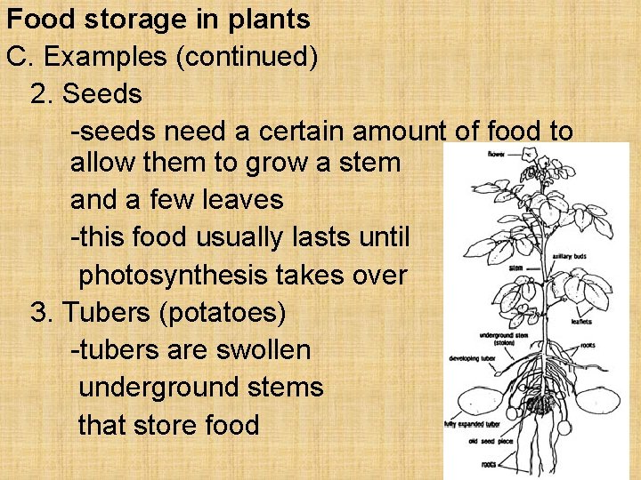 Food storage in plants C. Examples (continued) 2. Seeds -seeds need a certain amount