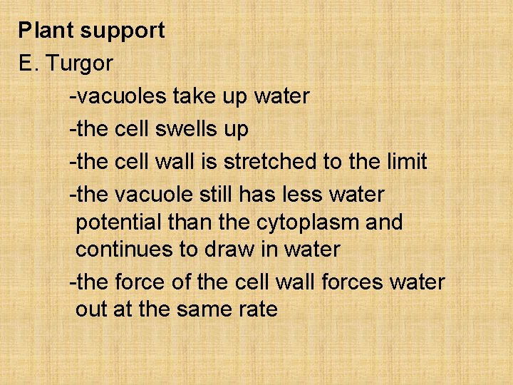 Plant support E. Turgor -vacuoles take up water -the cell swells up -the cell