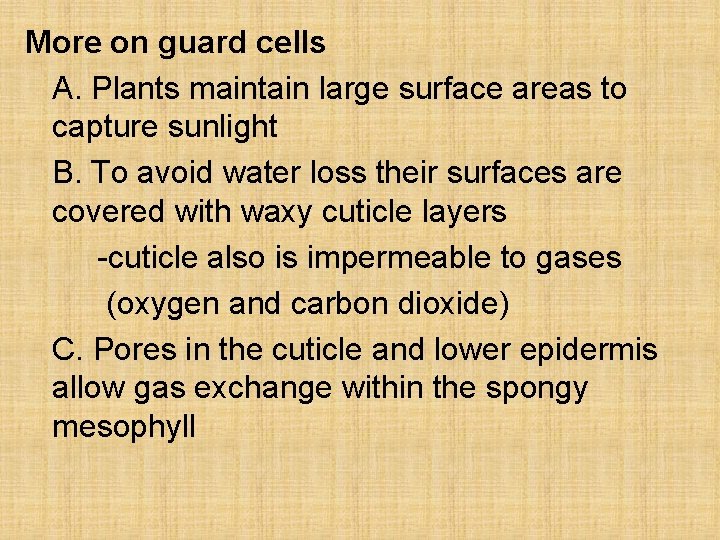 More on guard cells A. Plants maintain large surface areas to capture sunlight B.