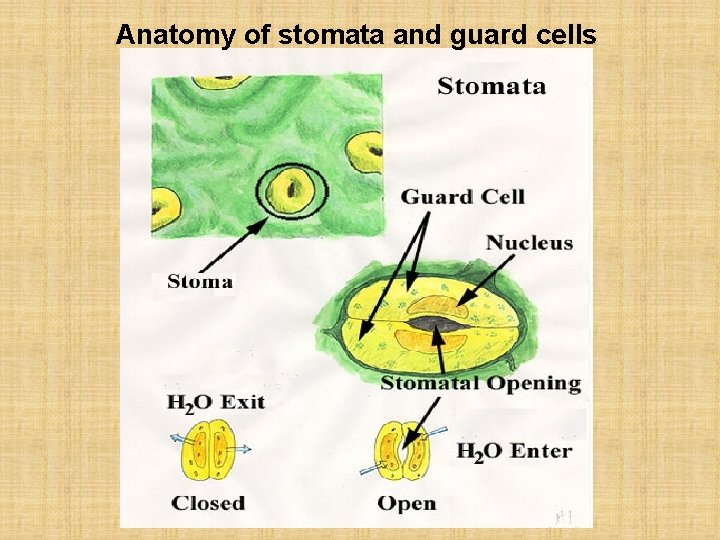 Anatomy of stomata and guard cells 