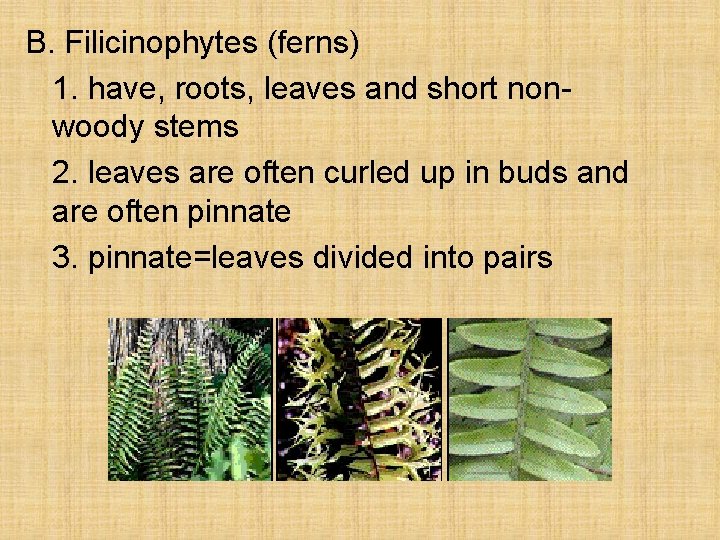 B. Filicinophytes (ferns) 1. have, roots, leaves and short nonwoody stems 2. leaves are