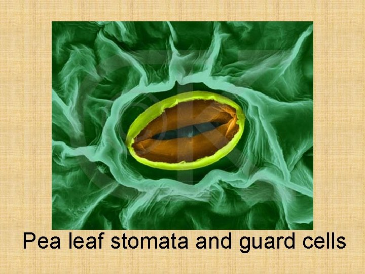 Pea leaf stomata and guard cells 