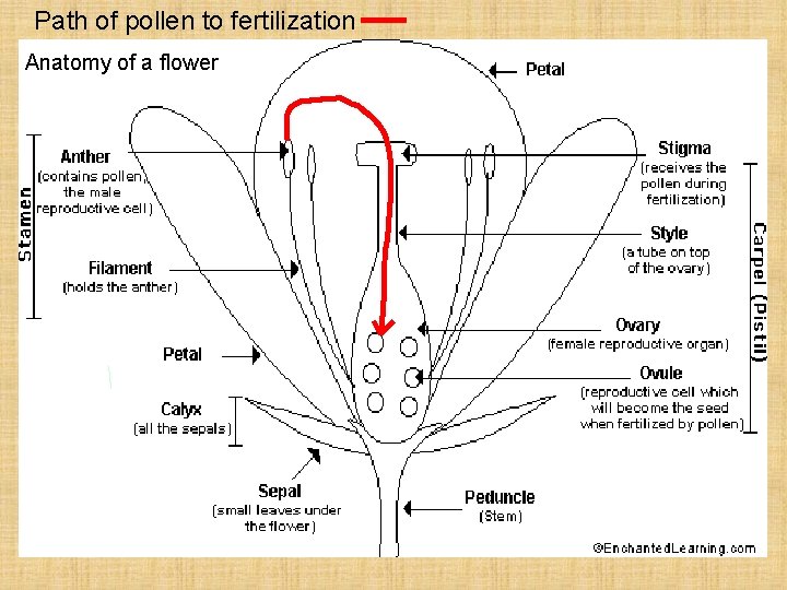 Path of pollen to fertilization Anatomy of a flower 