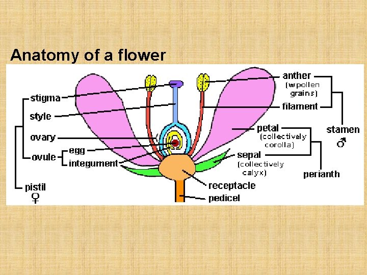 Anatomy of a flower 