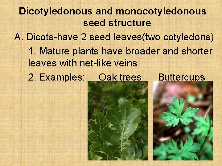 Dicotyledonous and monocotyledonous seed structure A. Dicots-have 2 seed leaves(two cotyledons) 1. Mature plants