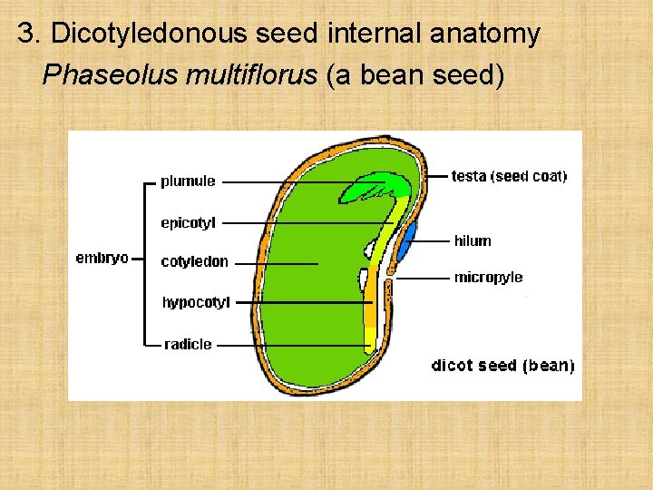 3. Dicotyledonous seed internal anatomy Phaseolus multiflorus (a bean seed) 