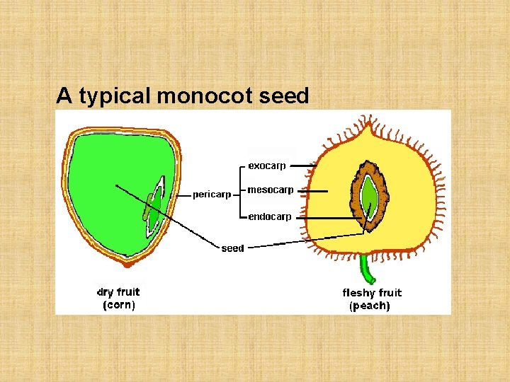 A typical monocot seed 