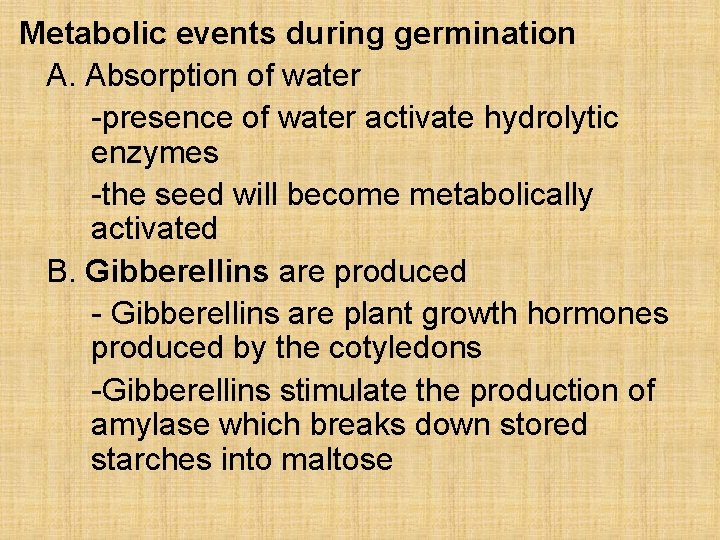 Metabolic events during germination A. Absorption of water -presence of water activate hydrolytic enzymes