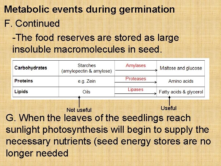 Metabolic events during germination F. Continued -The food reserves are stored as large insoluble