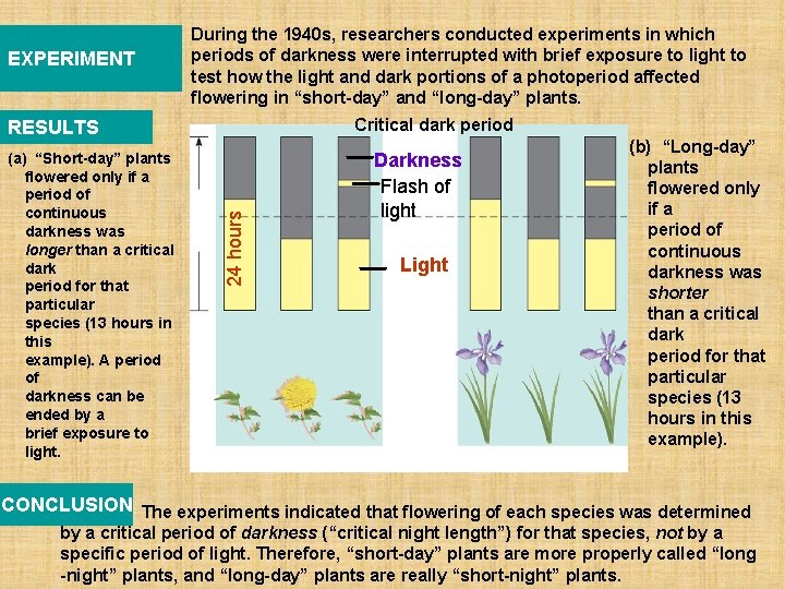 EXPERIMENT During the 1940 s, researchers conducted experiments in which periods of darkness were