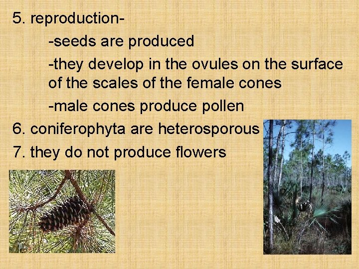 5. reproduction-seeds are produced -they develop in the ovules on the surface of the