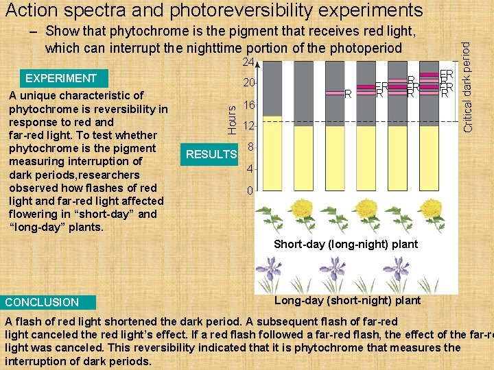 – Show that phytochrome is the pigment that receives red light, which can interrupt