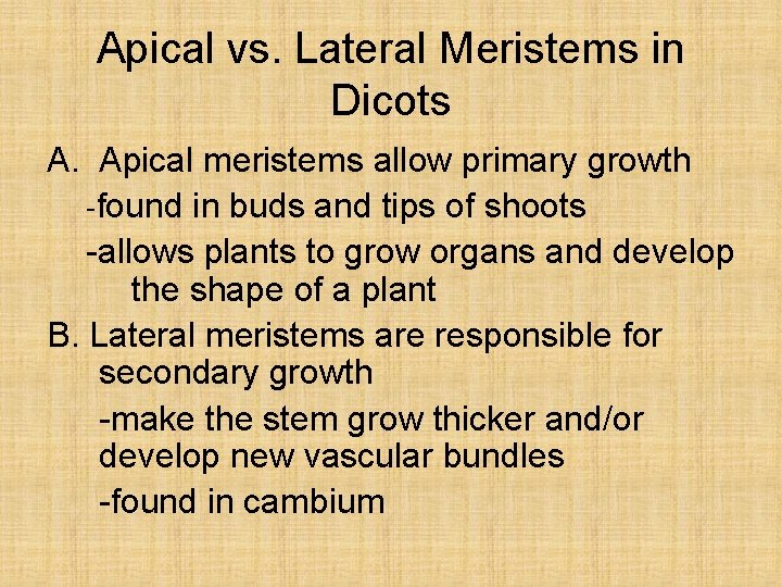 Apical vs. Lateral Meristems in Dicots A. Apical meristems allow primary growth -found in