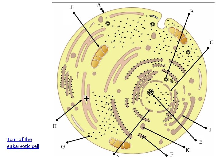 Tour of the eukaryotic cell 