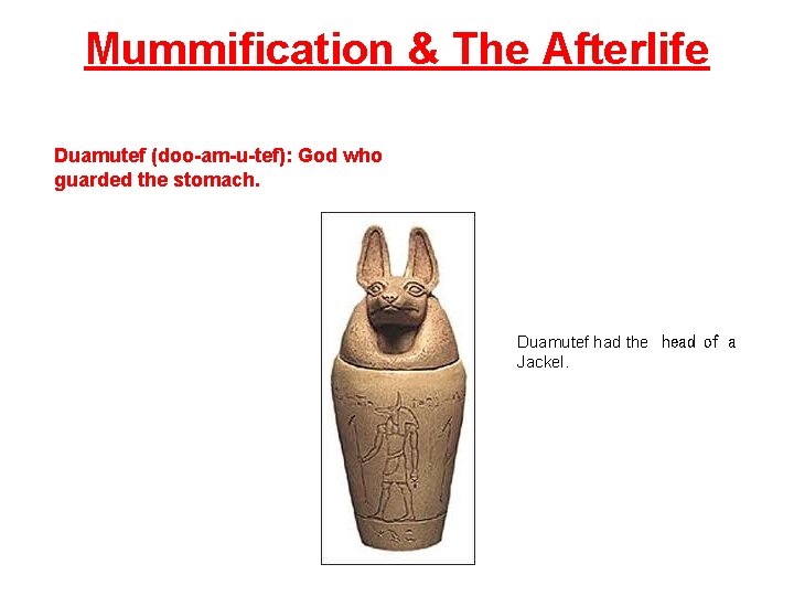 Mummification & The Afterlife Duamutef (doo-am-u-tef): God who guarded the stomach. Duamutef had the