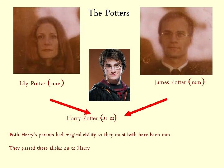 The Potters James Potter (mm) Lily Potter (mm) Harry Potter (m m) Both Harry’s