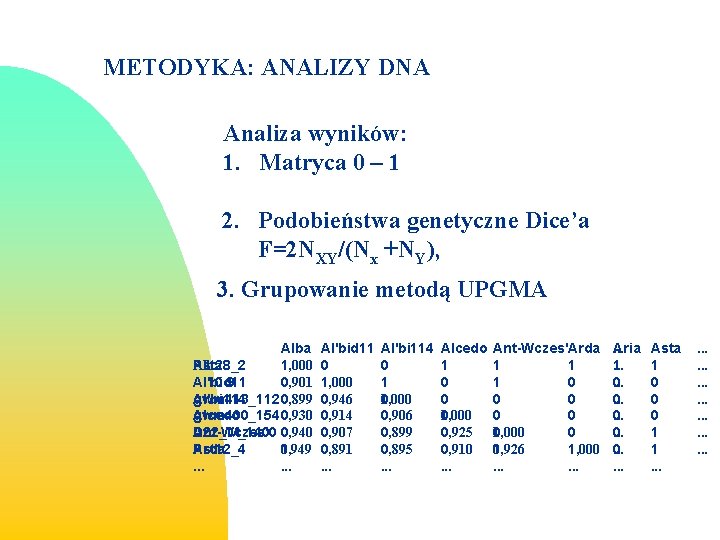 METODYKA: ANALIZY DNA Analiza wyników: 1. Matryca 0 – 1 2. Podobieństwa genetyczne Dice’a