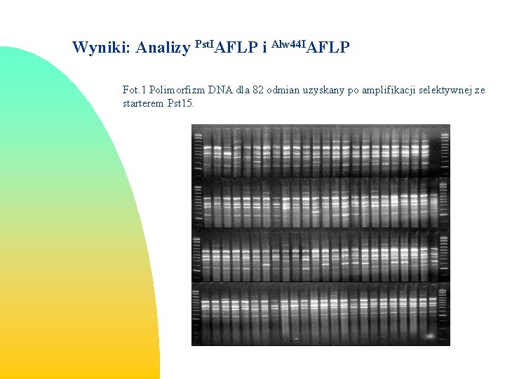 Wyniki: Analizy Pst. IAFLP i Alw 44 IAFLP Fot. 1 Polimorfizm DNA dla 82