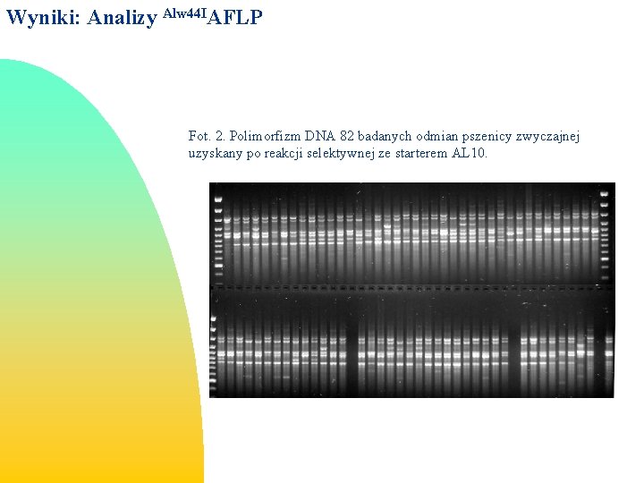 Wyniki: Analizy Alw 44 IAFLP Fot. 2. Polimorfizm DNA 82 badanych odmian pszenicy zwyczajnej