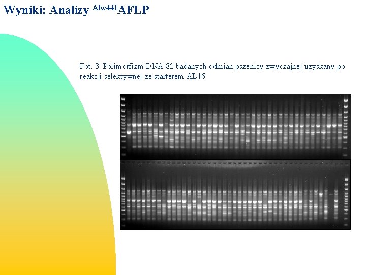 Wyniki: Analizy Alw 44 IAFLP Fot. 3. Polimorfizm DNA 82 badanych odmian pszenicy zwyczajnej