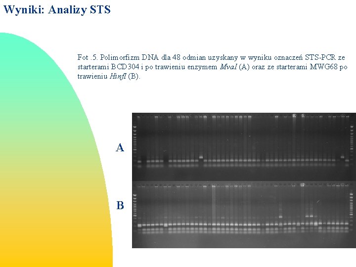 Wyniki: Analizy STS Fot. 5. Polimorfizm DNA dla 48 odmian uzyskany w wyniku oznaczeń