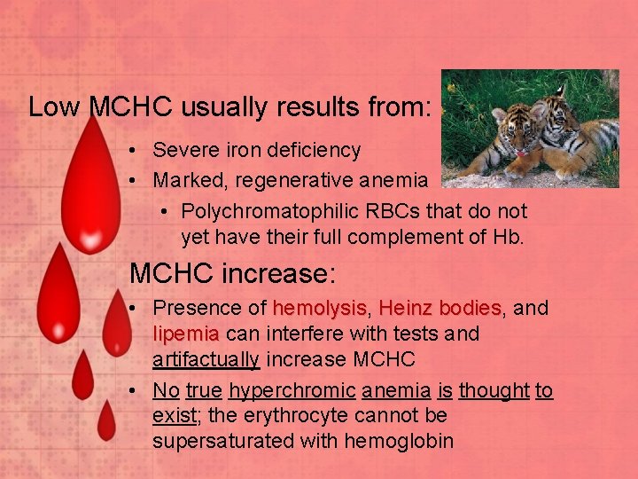 Low MCHC usually results from: • Severe iron deficiency • Marked, regenerative anemia •