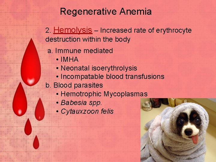 Regenerative Anemia 2. Hemolysis – Increased rate of erythrocyte destruction within the body a.