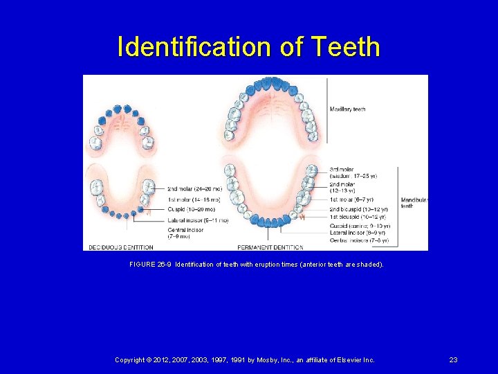 Identification of Teeth FIGURE 26 -9 Identification of teeth with eruption times (anterior teeth