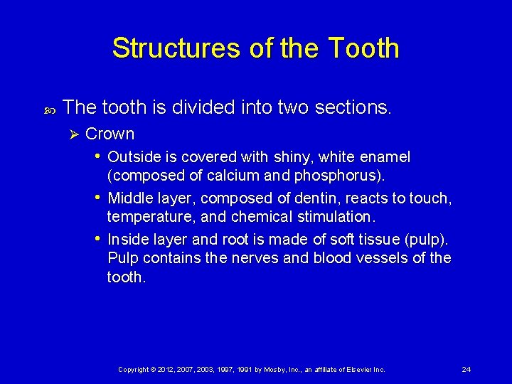 Structures of the Tooth The tooth is divided into two sections. Ø Crown •