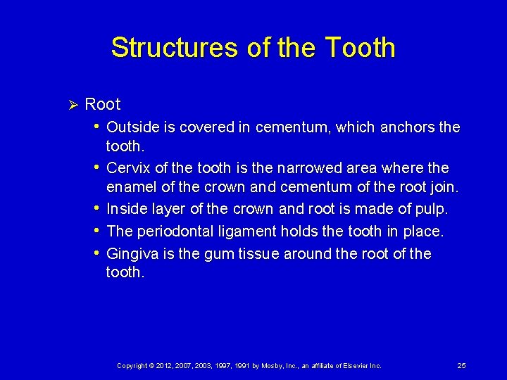 Structures of the Tooth Ø Root • Outside is covered in cementum, which anchors