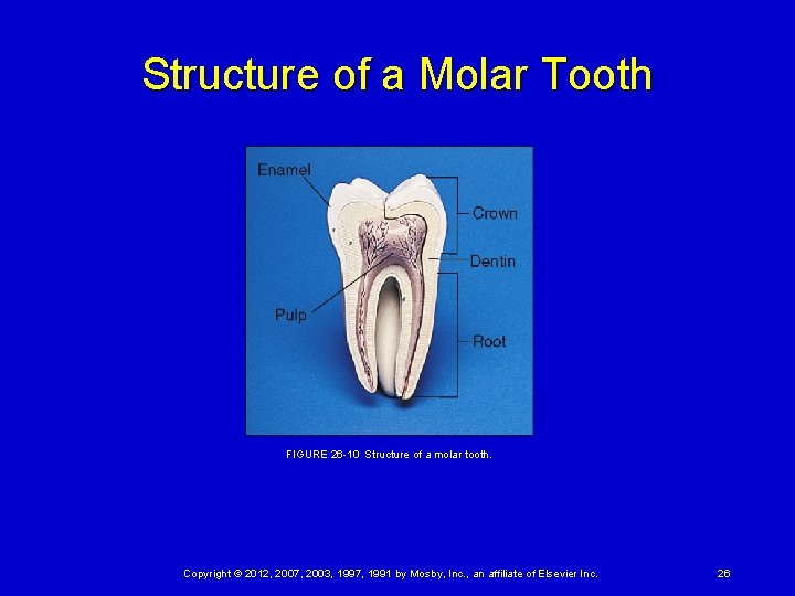 Structure of a Molar Tooth FIGURE 26 -10 Structure of a molar tooth. Copyright