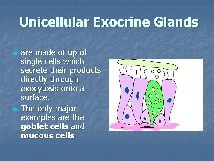 Unicellular Exocrine Glands n n are made of up of single cells which secrete