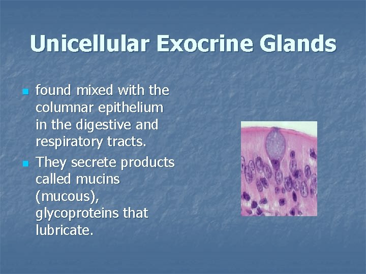 Unicellular Exocrine Glands n n found mixed with the columnar epithelium in the digestive