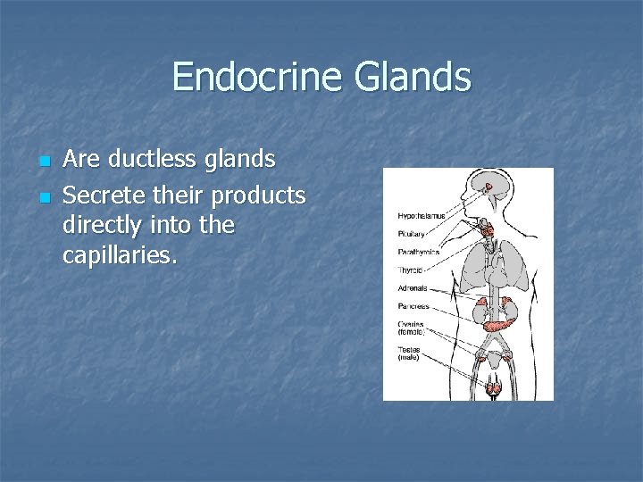 Endocrine Glands n n Are ductless glands Secrete their products directly into the capillaries.