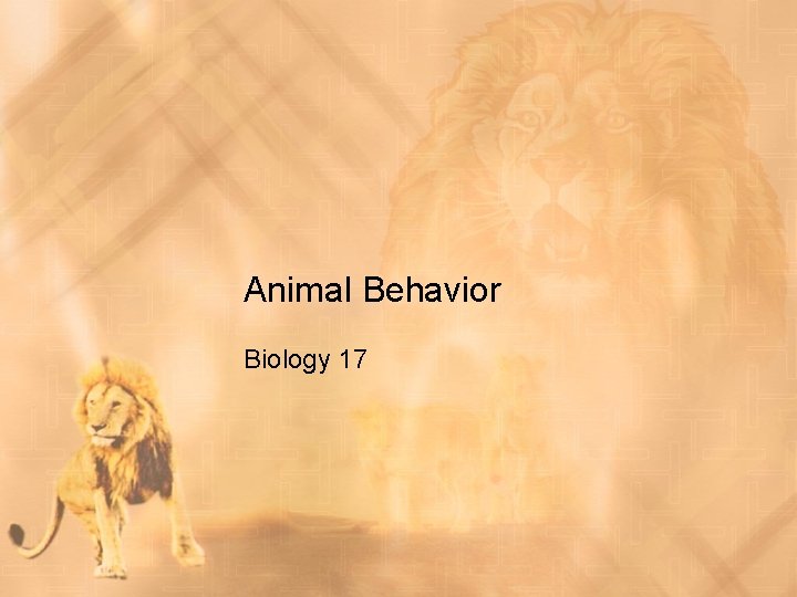 Animal Behavior Biology 17 