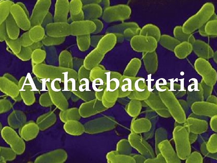 Archaebacteria 