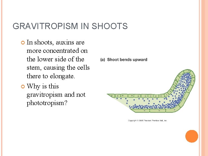 GRAVITROPISM IN SHOOTS In shoots, auxins are more concentrated on the lower side of