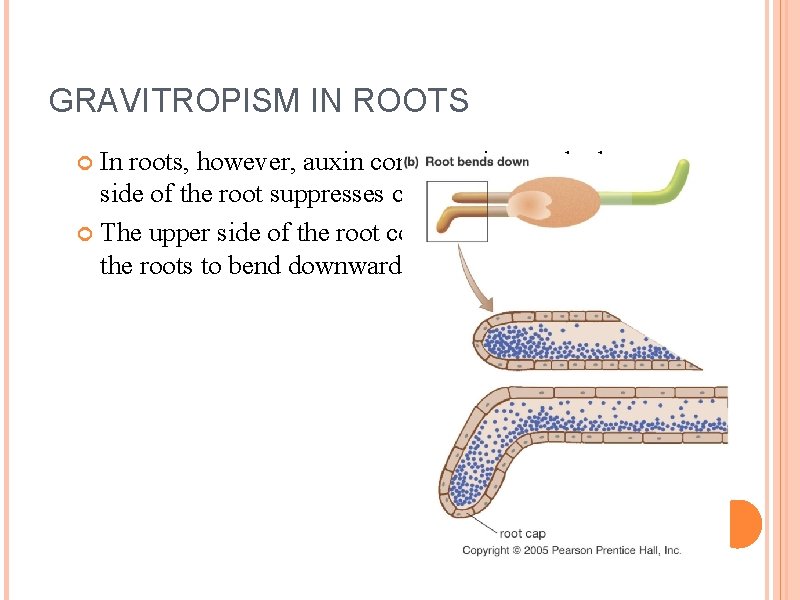 GRAVITROPISM IN ROOTS In roots, however, auxin concentration on the lower side of the