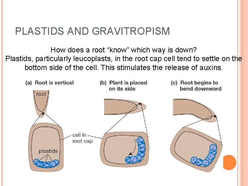 PLASTIDS AND GRAVITROPISM How does a root “know” which way is down? Plastids, particularly