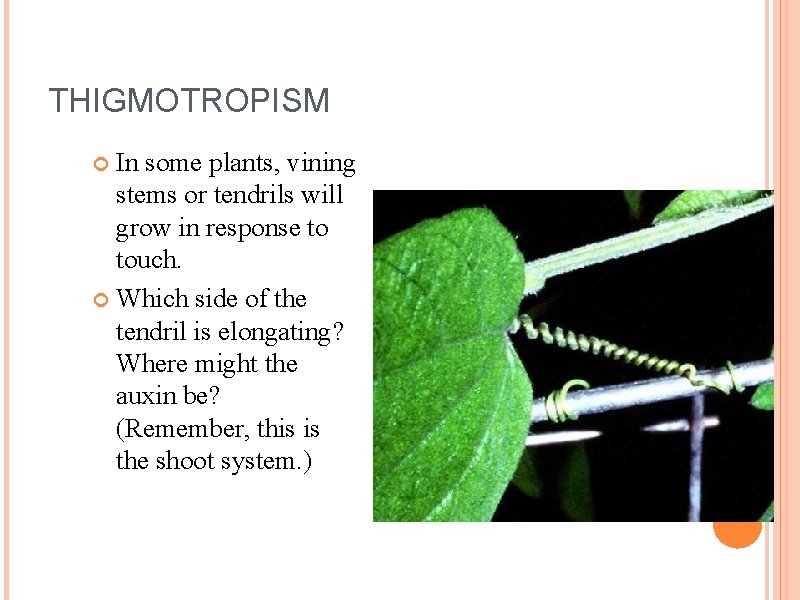 THIGMOTROPISM In some plants, vining stems or tendrils will grow in response to touch.